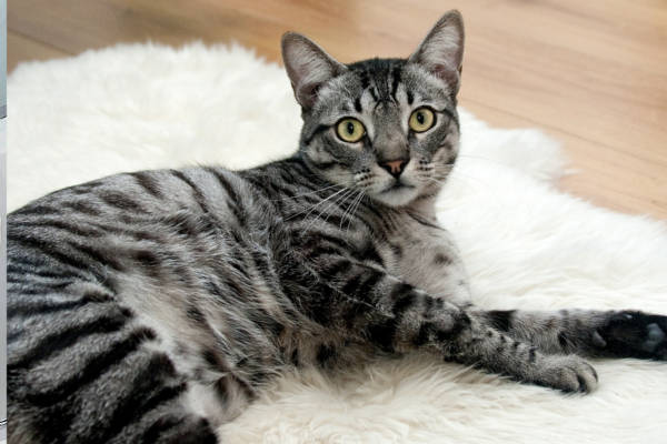 Katze Betreuung steuerbegünstigt