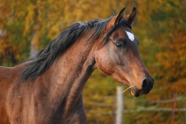 Pferd